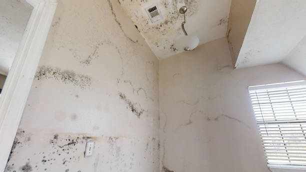 Best Mold Damage Restoration  in Edina, MN