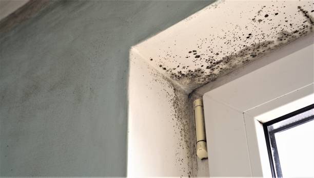 Best Comprehensive Air Testing for Mold Contaminants  in Edina, MN