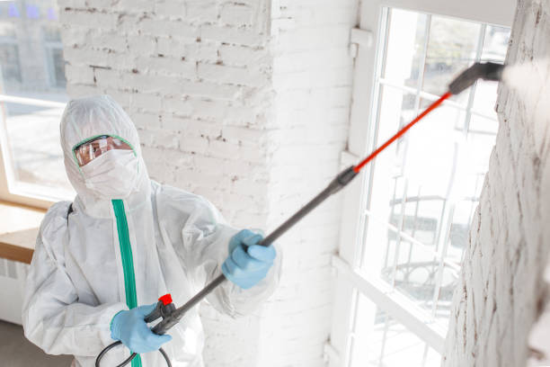 Best Mold Documentation for Insurance Claims  in Edina, MN