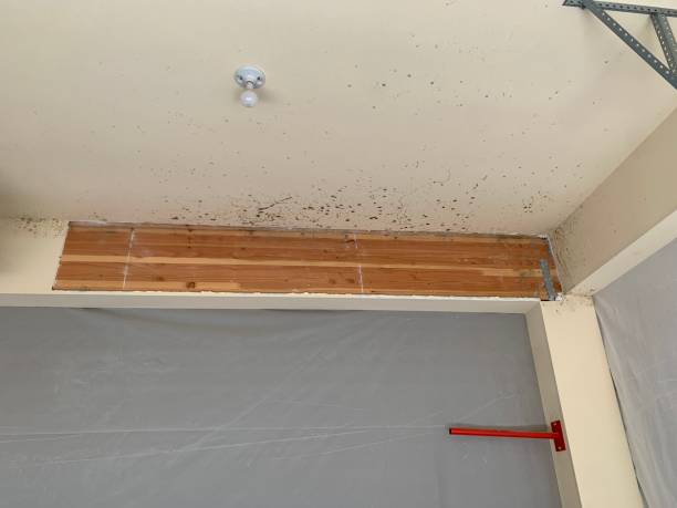 Best Air Quality Testing for Mold Spores  in Edina, MN
