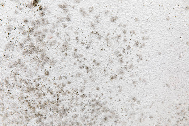  Edina, MN Mold Removal Pros