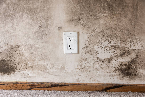 Best Residential Mold Inspection & Testing  in Edina, MN