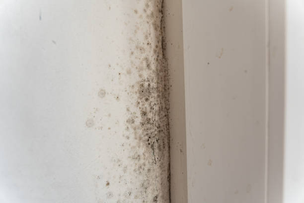 Best Water Damage & Mold Remediation  in Edina, MN